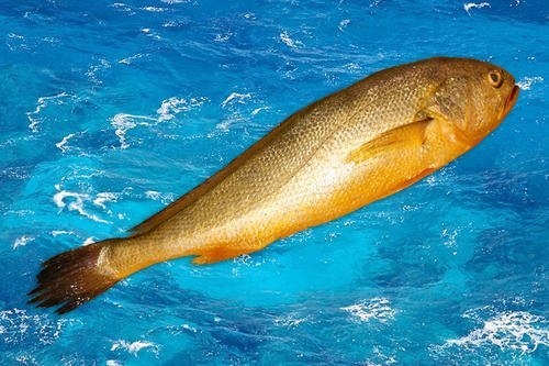 世界上十大最贵海鱼(10大名贵海鱼价格表)插图1