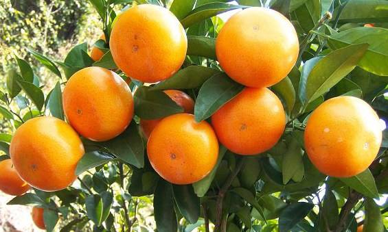 现在最好的柑橘品种有哪些(中国好吃的十大柑橘品种)插图3
