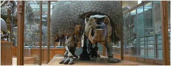世界十大巨型动物(历史上巨大的10只动物)插图8