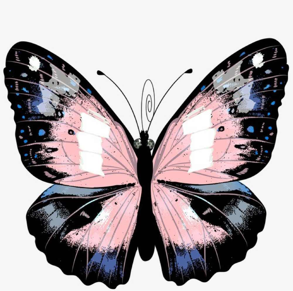 世界上十大最美的蝴蝶，自然界10种美丽的蝴蝶(附2023年最新排行榜前十名单)