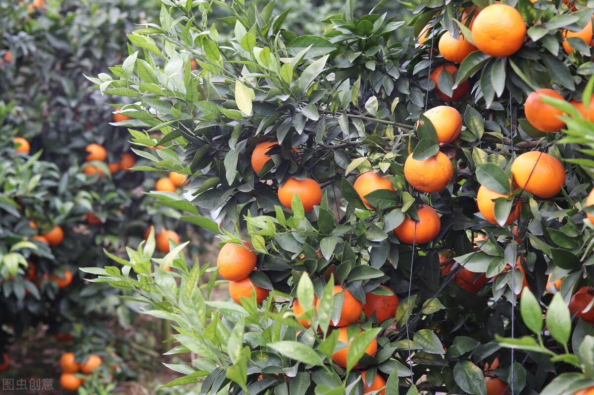 现在最好的柑橘品种有哪些(中国好吃的十大柑橘品种)插图1