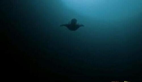 海底9万米有多恐怖(大西洋海底的恐怖生物，你无法想象)插图7