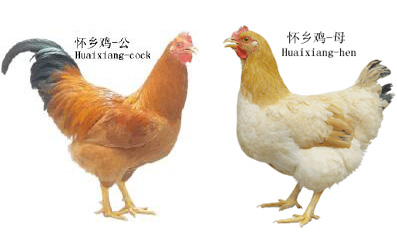 中国十大名鸡排名榜，最好吃的十个品种的鸡(附2023年最新排行榜前十名单)