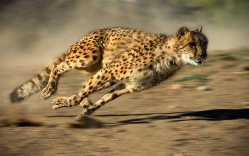 世界上跑最快的动物(世界上奔跑速度最快的动物排名)插图4