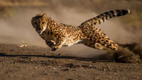 世界上跑最快的动物(世界上奔跑速度最快的动物排名)插图