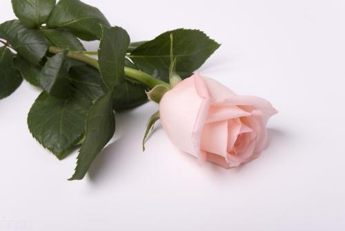 粉玫瑰花语是什么意思(寓意着初恋的爱情告白)插图1