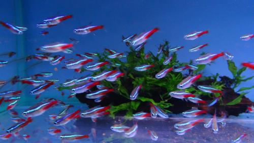 十大养不死的热带鱼(10种最好养的鱼，适合懒人养)插图1