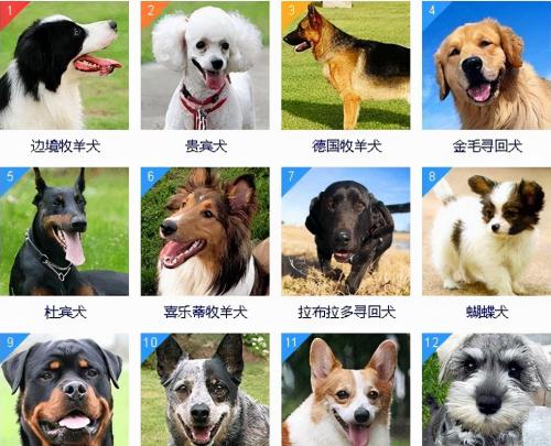 最聪明的狗排名，拉布拉多犬排名倒数第二(附2023年最新排行榜前十名单)