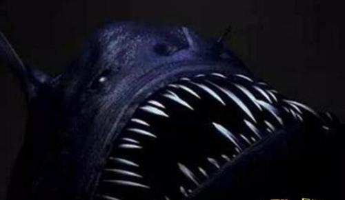 海底9万米有多恐怖(大西洋海底的恐怖生物，你无法想象)插图8