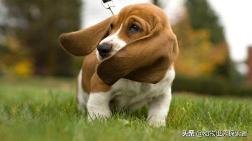 最可爱的狗排名(世界上可爱程度靠前的的十种小狗狗)插图8