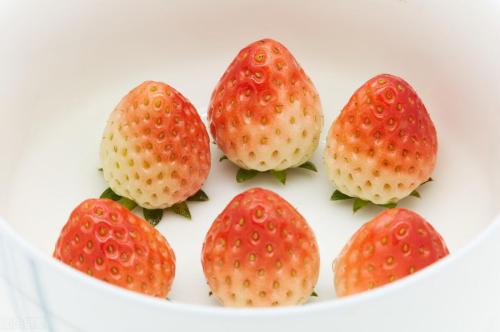 草莓品种哪个好吃(国内十大最受欢迎的草莓品种)插图2