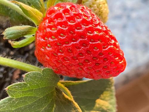 草莓品种哪个好吃(国内十大最受欢迎的草莓品种)插图3