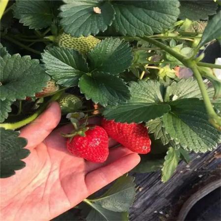 草莓品种哪个好吃(国内十大最受欢迎的草莓品种)插图5