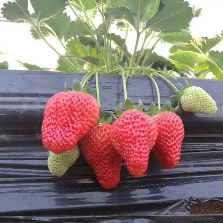 草莓品种哪个好吃(国内十大最受欢迎的草莓品种)插图6