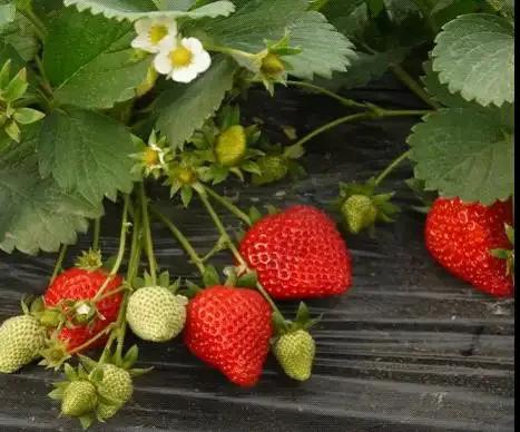 草莓品种哪个好吃(国内十大最受欢迎的草莓品种)插图7