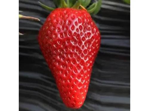 草莓品种哪个好吃(国内十大最受欢迎的草莓品种)插图8